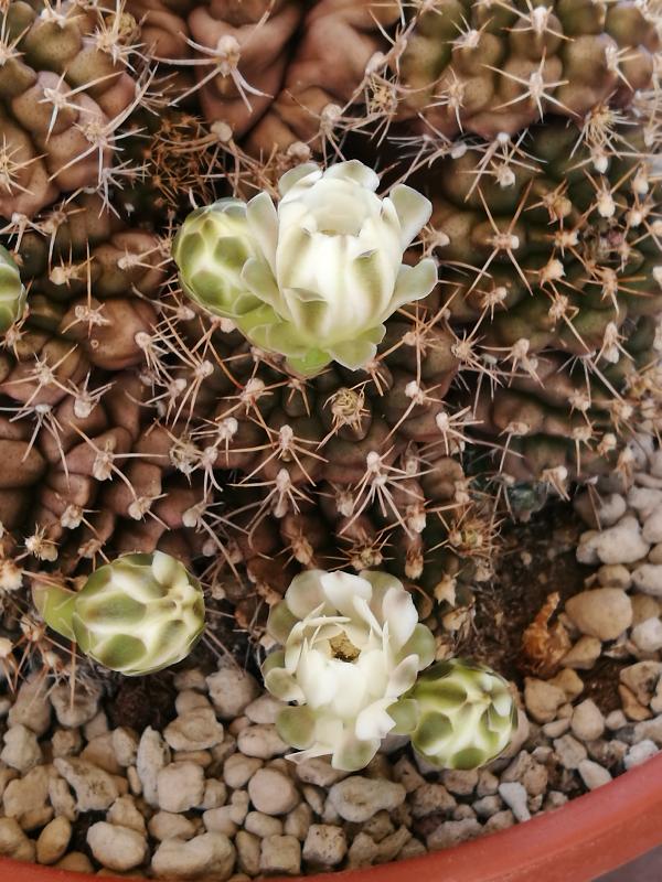 gymnocolycium b mostruoso.jpg